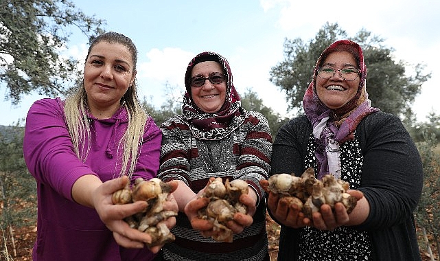 Antalya Büyükşehir'den Kadın Kooperatiflerine Nergis ve Frezya soğanı