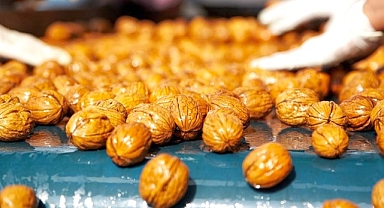 Ceviz Üreticileri Derneği’nden tüketicilere uyarı: “Yerli ve taze cevizi seçmeye özen gösterin”