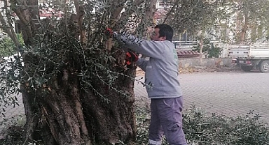 Dört Mevsim Yeşil Edremit İçin