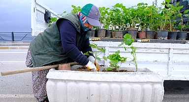 Rengarenk Sardunyalar Ayvalık’ı Süslüyor