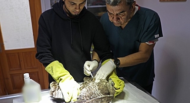 Antalya Büyükşehir Belediyesi yaralı yaban hayvanlarını tedavi ediyor