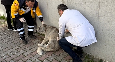 Bayrampaşa’da Köpekler Çok Sağlıklı