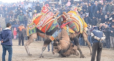 Bergama Deve Güreşleri için geri sayım başladı