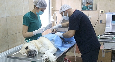 Bir Yılda 24 bin 821 Sokak Hayvanına Tedavi