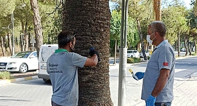 Burhaniye’de Palmiyeler Belediye Korumasında