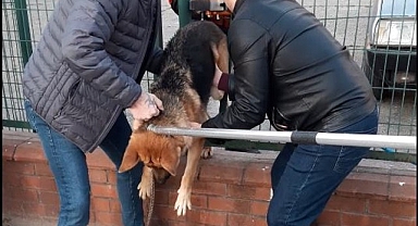 Demir çitlere sıkışan köpeği itfaiye kurtardı
