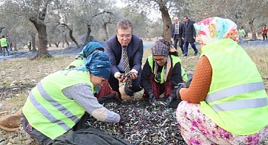 Edremit Belediyesi Son Zeytin Hasadı Yaptı