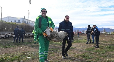 Ekili arazilere zarar veren koyunlara zabıta müdahale etti