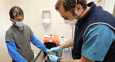 Gaziemir’de 5 bin 820 hayvana veteriner hizmeti