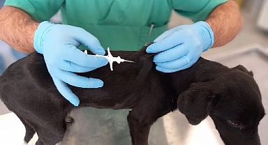 İzmir'de 32 bin sokak köpeğine mikroçip takıldı