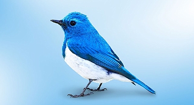 Popüler bir sosyal medya ağındaki yeni spam saldırıları, kullanıcıların kripto cüzdanlarını hedefliyor