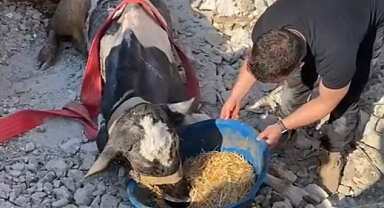 17 Gündür Enkaz Altında Kalan İneği Gölcük Belediyesi Ekipleri Kurtardı