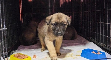 Deprem Bölgesi’ndeki Can Dostlarımız Bize Emanet