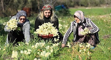 Nergis hasadı yüzleri güldürdü