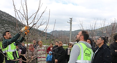 Akseki ve Demre’de budama ve aşılama eğitimi verildi