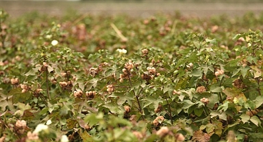 Altınyıldız Classics’ten doğa dostu kendinden renkli pamuk için ilk hasat
