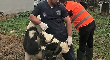 Antalya Büyükşehir Belediyesi'nden Gaziantep'te veterinerlik hizmeti