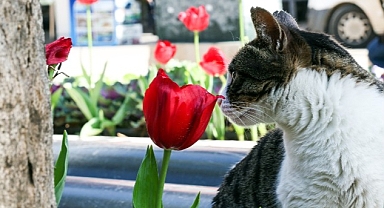 Antalya rengârenk lalelerle süslendi