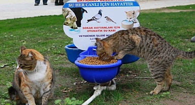 Bayraklı’da kedi evlerinin sayısı 20’ye yükseldi
