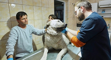 Depremzede köpek İzmir’de yaşayacak