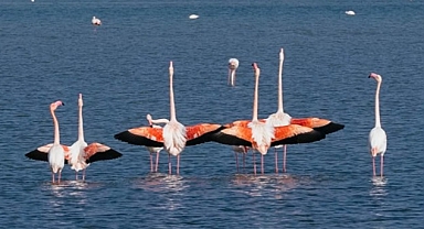 Gediz Deltası'nda kuş gözlem yürüyüşü