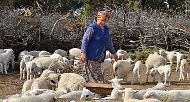 İzmir Büyükşehir keçi sütünü 17 lira koyun sütünü 21 liradan alacak Mera İzmir bu yıl da umut olmaya devam edecek