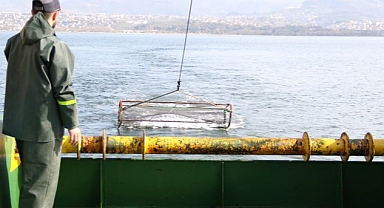İzmit Körfezi'nde deniz yaşamı kayıt altında