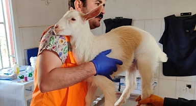 Keçiören Belediyesi Binlerce Afetzede Canlıyı Tedavi Etti