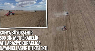 Konya Büyükşehir 800 Bin Metrekarelik Atıl Araziye Kuraklığa Dayanıklı Aspir Bitkisi Ekti