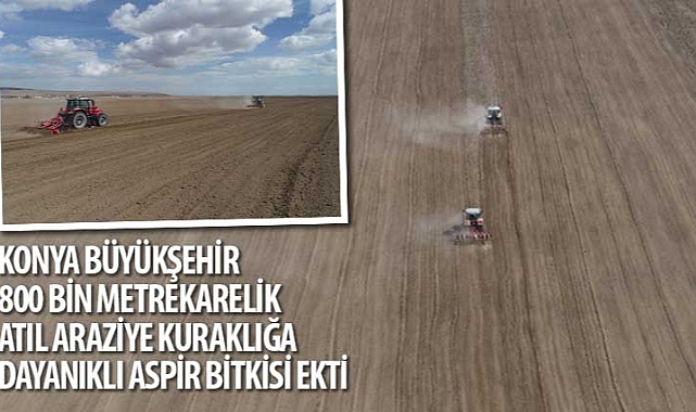 Konya Büyükşehir 800 Bin Metrekarelik Atıl Araziye Kuraklığa Dayanıklı Aspir Bitkisi Ekti