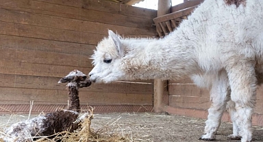 Ormanya'nın yeni gözdesi yavru Alpaka