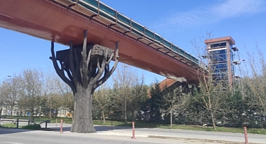 Ormanya yaya üstgeçidinde sona doğru