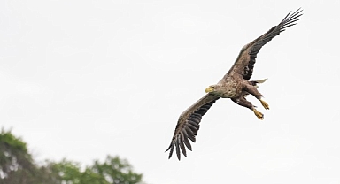 Vahşi doğanın hızına Canon R5 ile yetişin!