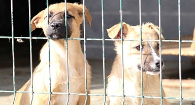 7 Bin 63 Sokak Hayvanına Tedaviye Yönelik İşlem Yapıldı