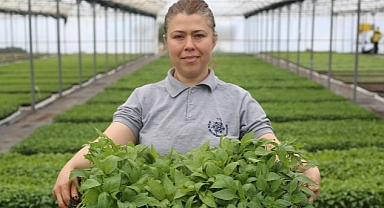 Aydın Büyükşehir Belediyesi Ata Tohumlarından Fideleri Vatandaşlarla Buluşturuyor