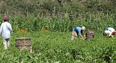 Buğday Derneği: Tarımda bütüncül bir düzenlemeye ihtiyacımız var