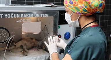 Can dostlar yeni evlerinde daha mutlu