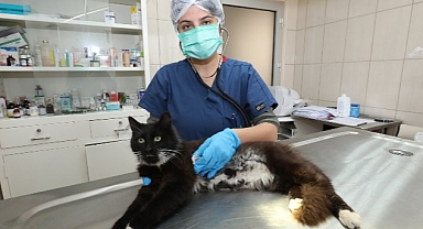 Gaziemir’de 21 bin 940 hayvana veteriner sağlık hizmeti