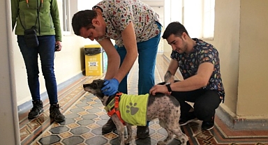 Konak’taki can dostlar için aşı mesaisi