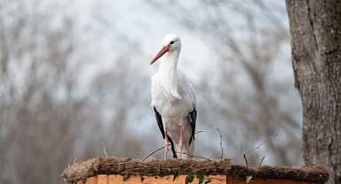Ormanya'dan engelli leylekler için özel proje