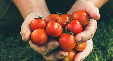 Rusya’ya domates ihracatında kota 350 bin tondan 500 bin tona çıkarıldı