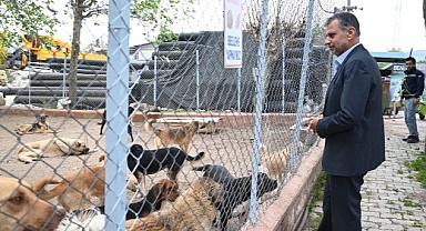 “Satın alma sahiplen”