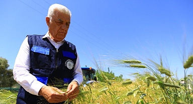 434 Dönümden Elde Edilen Kaba Yem Ücretsiz Dağıtılacak