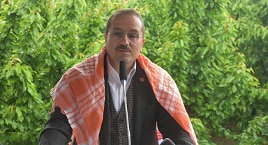 AK Partili Kırkpınar ilk kiraz hasadına katıldı