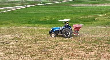 Antalya Büyükşehir tohumluk buğday yetiştiriyor