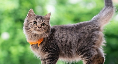 Boehringer Ingelheim 2023’ü Kedi Yılı İlan Etti