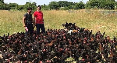 Büyükşehir'den üreticilere yüzde 50 hibeli yumurta tavuğu