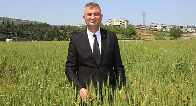 Gölcük Belediyesi Organik Buğdayları Bir Kez Daha Yetişiyor