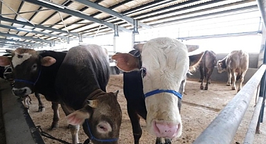 İnegöl Hayvan Pazarına Kurbanlıklar Gelmeye Başladı