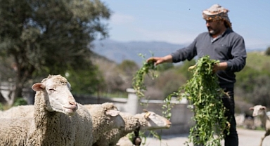 İzmir’de kuraklığa ve susuzluğa dayanıklı yem bitkileri üretiliyor
